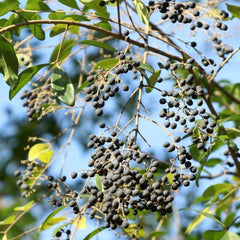 Immergrüner Liguster Gartenpflanzen Winterhart Mehrjährig Ligustrum Lucidum Gartenblumen Sträucher Winterhart Blühend Schnell Wachsende Sträucher Immergrüner Heckenpflanzen 160Samen