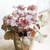 Heuchera Heilkräuter Nachhaltige Geschenke Purpurglöckchen Kaufen Deko Wohnzimmer Frühlingsblumen Immergrüne Sträucher Hecken Wildkräuter Luftreinigende Zimmerpflanzen 350Samen