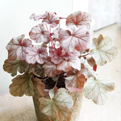 Heuchera Heilkräuter Nachhaltige Geschenke Purpurglöckchen Kaufen Deko Wohnzimmer Frühlingsblumen Immergrüne Sträucher Hecken Wildkräuter Luftreinigende Zimmerpflanzen 350Samen