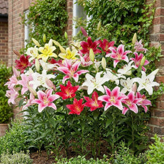 Lilien Zwiebeln Winterhart Mehrjährig - Orientalische Kollektion - 15 Stück - Mehrjährige Blumenzwiebeln aus Holland - Für Garten und Topf (große Knollen, kein Samen, nicht künstlich)