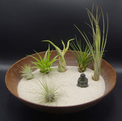 Tillandsien 5Er-Mix 1 EXTRA Tillandsie, Bromeliengewächs