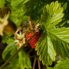 Magic Garden Seeds - SamentĂĽte Wilderdbeere/Walderdbeere (Fragaria Vesca) - Ca. 300 Obstsamen - Aromatische, Alte Sorte - Obst Samen - Garten Geschenk