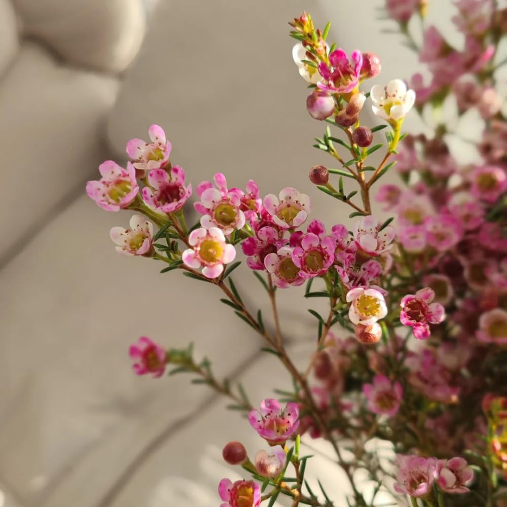 Chamelaucium Uncinatum - Balkonpflanzen Frühlingsblumen Hecken Sträucher Winterhart Blühend Gartendeko Für Draußen Luftreinigende Zimmerpflanzen Bonsaibaum Kletterpflanzen Herbst Deko 10Samen