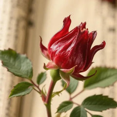 Hibiscus Sabdariffa Bio Winterharte Kübelpflanzen Herbstblumen Blumensamen Gastgeschenk Exotische Balkon Pflanzensamen Balkon Kräutergarten Küche Indoor Seltene Küchenkräuter Deko 300Samen