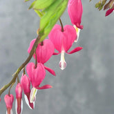 Tränendes Herz Kaufen - Dicentra Spectabilis - Winterharte Für Garten Zierblumen Blumendeko Frühlingsblume 180Samen