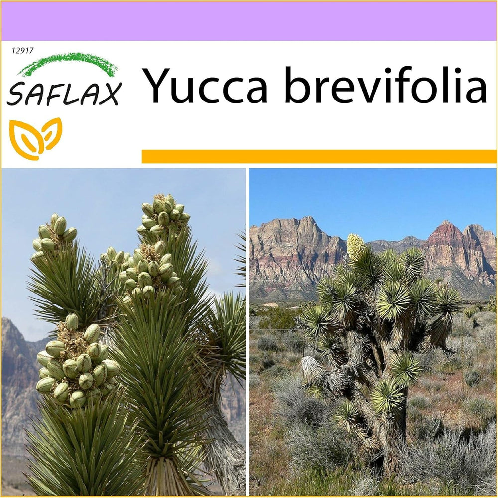 SAFLAX - Joshua Tree - 10 Samen - Yucca Brevifolia