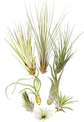 Tillandsien 8Er-Mix, Tillandsia Bromeliengewächs