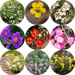 Zistrose Hecken Sträucher Herbst Deko Zistrosesamen Deko Wohnzimmer Balkon Sommerblumen Topfpflanzen Nachhaltige Geschenke Exotische Bio Grünpflanzen Blumensamen Gastgeschenk 160Samen