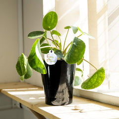 Chinesische Geldpflanze (Pilea Peperomioids) Für Den Innenbereich, Moderne Zimmerpflanze in Schwarzem Keramiktopf