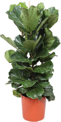 Trendyplants - Ficus Lyrata Strauch - Tabakpflanze - Zimmerpflanze - Höhe 150-170 Cm - Topfgröße Ø30Cm
