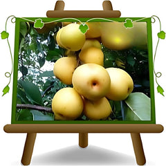 Nashi Shinseik - Obstpflanzen Antik Auf Blumentopf Einer Vase Von 26 - Baum Max 200 Cm – 4 Jahre Anbau Italien