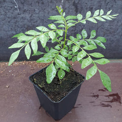 1 Curryblatt Baum | Murraya Koenigii | Aus Samen gezogen | Selten in der EU | Indische & Sri Lankische Zimmerpflanze | 10-15cm Höhe in 7cm Topf | Curry Pflanze | Bergera Koenigii
