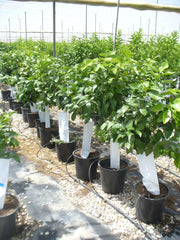 Blutorangenbaum, Citrus - Sanguinelli, Naranjo, Ca. 130-140 Cm Hoch
