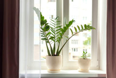 Bloomique | Smaragdpalme Für 2 Stück - Zamioculcas - Zimmerpflanze Im Scheitel ⌀17 Cm - Höhe 60 Cm