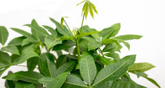 Trendyplants - Pachira Aquatica - Geldbaum - Zimmerpflanze - Höhe 160-180 Cm - Topfgröße Ø27Cm