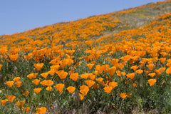 1000 de semințe de mac californian (Eschscholzia californica), pajiște cu flori sălbatice, pășune cu albine.
