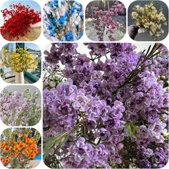 Chamelaucium Uncinatum - Schnell Wachsende Sträucher Herbst Deko Wohnzimmer Balkon Minigarten Für Sonnige Plätze Balkonpflanzen Frühlingsblumen Topfpflanzen Nachhaltige Geschenke 40Samen