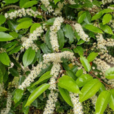 Kirschlorbeer, Prunus Laurocerasus, Stauden Winterhart Mehrjährig Kirschlorbeer Winterhart, Für Sonnige Plätze Pflanzensamen Gartenpflanzen 30Samen