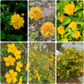 Ranunkelstrauch - Balkonpflanzen Kerria Japonica - Winterharte Für Garten Blühende Sträucher Winterhart Gartenpflanzen 150Samen