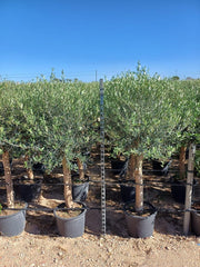 Sunny Tree Olivenbaum Olive '25 Jahre' 160 Cm, A+ QualitÀt, Winterhart, Olea Lechin Winterhart -18