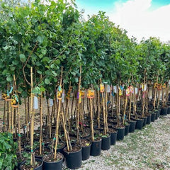 Aprikosenbaum Paviot Obstbaum Im Topf 26 Cm Höhe Ca. 180 Cm – Alter 4 Jahre - Italienische Gärtnerei