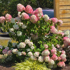 Rispenhortensie Balkonpflanzen Ausgefallene Geschenke Hydrangea Paniculata Seltene Zimmerpflanzen Gartendeko Für Draußen Kräuterpflanzen Bio Balkon Blumendeko Minigarten Schnell 25Samen
