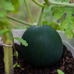 Sugar Baby Wassermelonensamen, Obstgemüse, 20 Samen