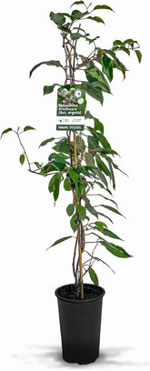 Männliche Kiwibeere (Actinidia Arguta) | Befruchtersorte Für Kiwibeeren/Minikiwi | 80 Cm Wuchshöhe Mit Sortenarantie - Direkt Vom Kiwi-Züchter | Romeo, Blütenwolke, Weiki