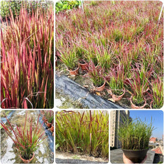Japanisches Blutgra - Red Baron Nachhaltige Geschenke Imperata Cylindric Grünpflanzen Zimmerpflanzen Sträucher Für Den Garten Winterharte Ziergräser Für Kübel 200Samen