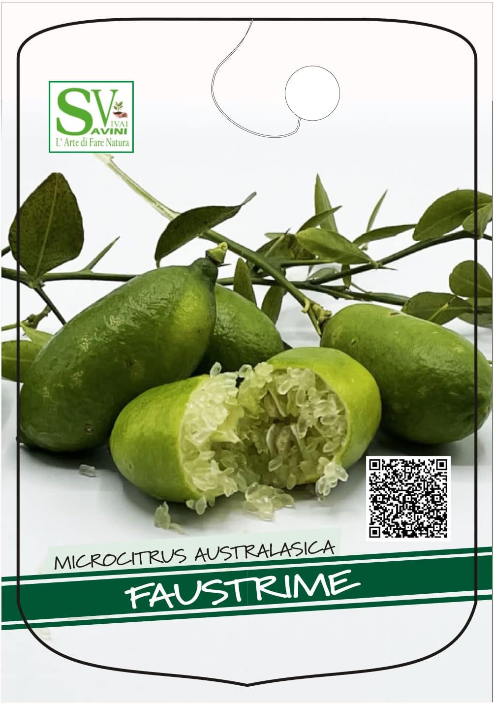 SAVINI VIVAI Zitronenpflanze, Grüner Kaviar, Faustrime, Zitrusbaum, Fingerlimette, Zitronensetzling Im Topf, 20 Cm, Höhe 50–70 Cm, 2 Jahre Veredelung, Hergestellt in Italien