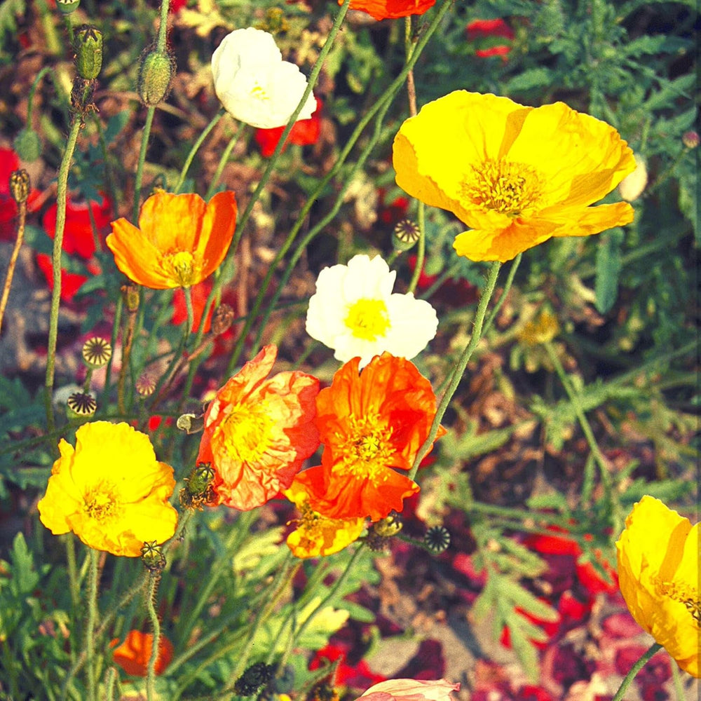 Amestec de semințe de mac islandez (Papaver nudicaule) - Maci cu înflorire frumoasă, cu o perioadă lungă de înflorire, pentru o pajiște cu flori colorate (mac islandez)