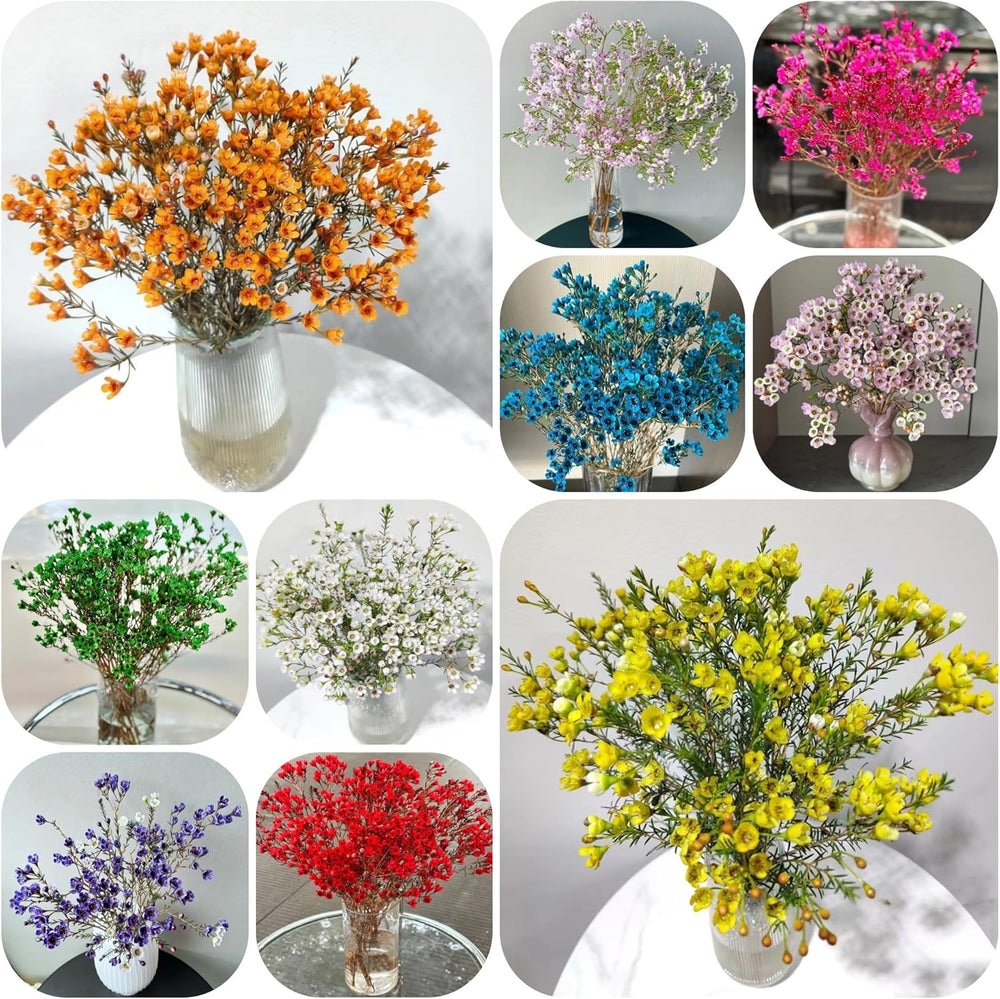 Chamelaucium Uncinatum - Balkonpflanzen Frühlingsblumen Winterharte Gartenblumen Gartendeko Für Draußen Hecken Sträucher Winterhart Blühend Topfpflanzen Nachhaltige Geschenke Garten 130Samen