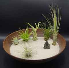 Tillandsien 4Er-Mix, Tillandsia, Bromeliengewächs