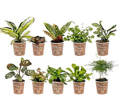 Vdvelde.Com - Mini Plants 10-10 Farne Und Zimmerpflanzen - Ø 6 Cm ↥ Ca. 10 Cm - Ohne Töpfe