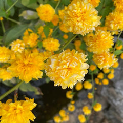 Ranunkelstrauch, Seltene Balkonpflanzen Alte Sorten Schnittblumen Blumensamen Gastgeschenk Hecken 35Samen