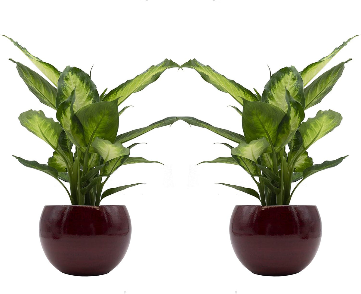 Dieffenbachia-Duo Mit Handgefertigtem Keramik-Blumentopf "Cresto Rot" - 2 Pflanzen Und 2 Dekotöpfe