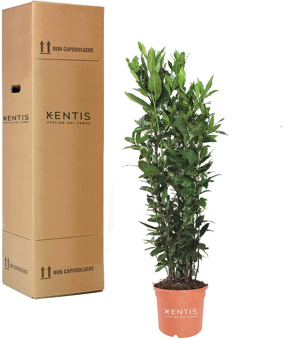 KENTIS - Laurus Nobilis Lorbeer Pflanze - Immergrüne Echte Aussenpflanzen – Hoch 60-80 Cm Topf Ø 18 Cm
