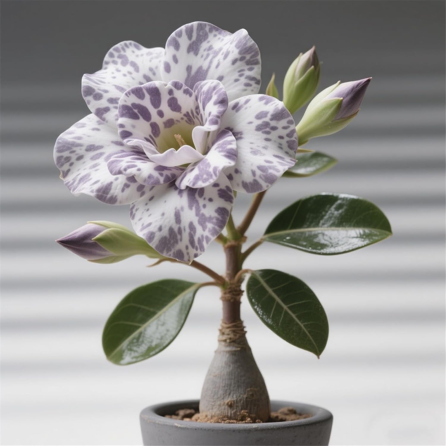 Winterhart pflanzen, Lebende Pflanzen,Mehrjährige Blumenzwiebel ist winterhart, Mysteriöse magische Glühbirne, Blumenzwiebel Mix，3 years-1 Wüstenrose knollen -G