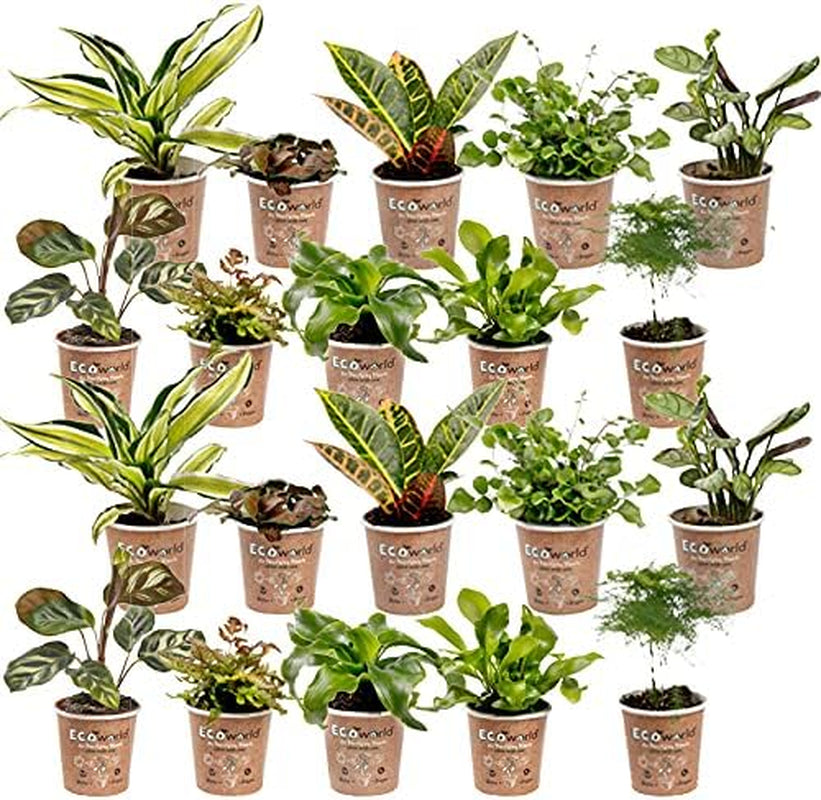 Vdvelde.Com - Mini Plants 20-20 Farne Und Zimmerpflanzen - Ø 6 Cm ↥ Ca. 10 Cm - Ohne Töpfe