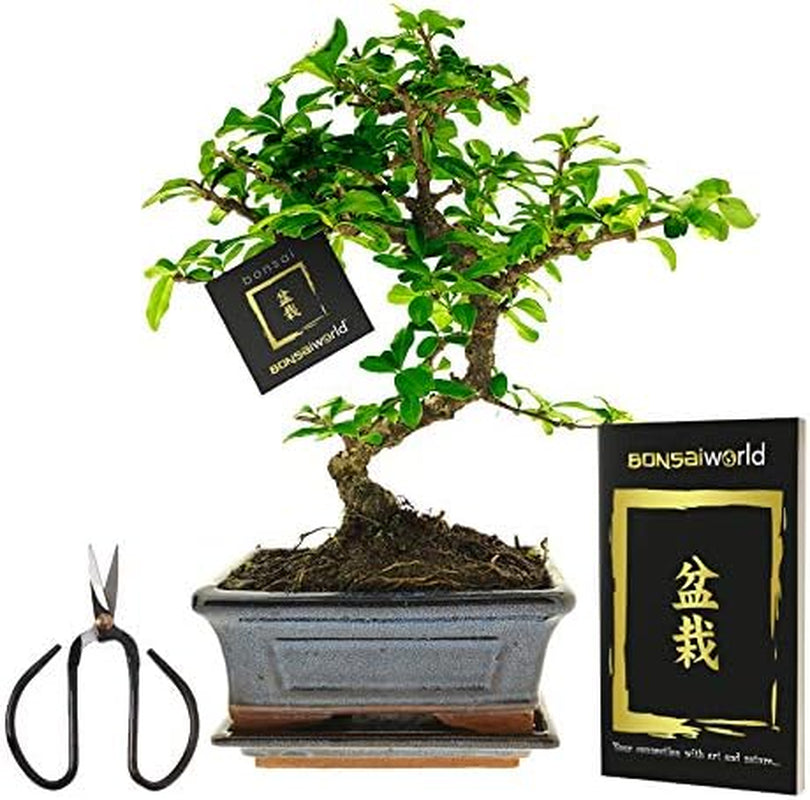 Vdvelde.Com - Bonsai-Starter-Set Buddha-Wasserfall - • Buddha-Wasserfall-Set Mit Netzstromanschluss • 30 X 13 Cm ↥ Ca. 30 Cm • Inkl. Pflegeleichtem Wassersystem + Pflegeset