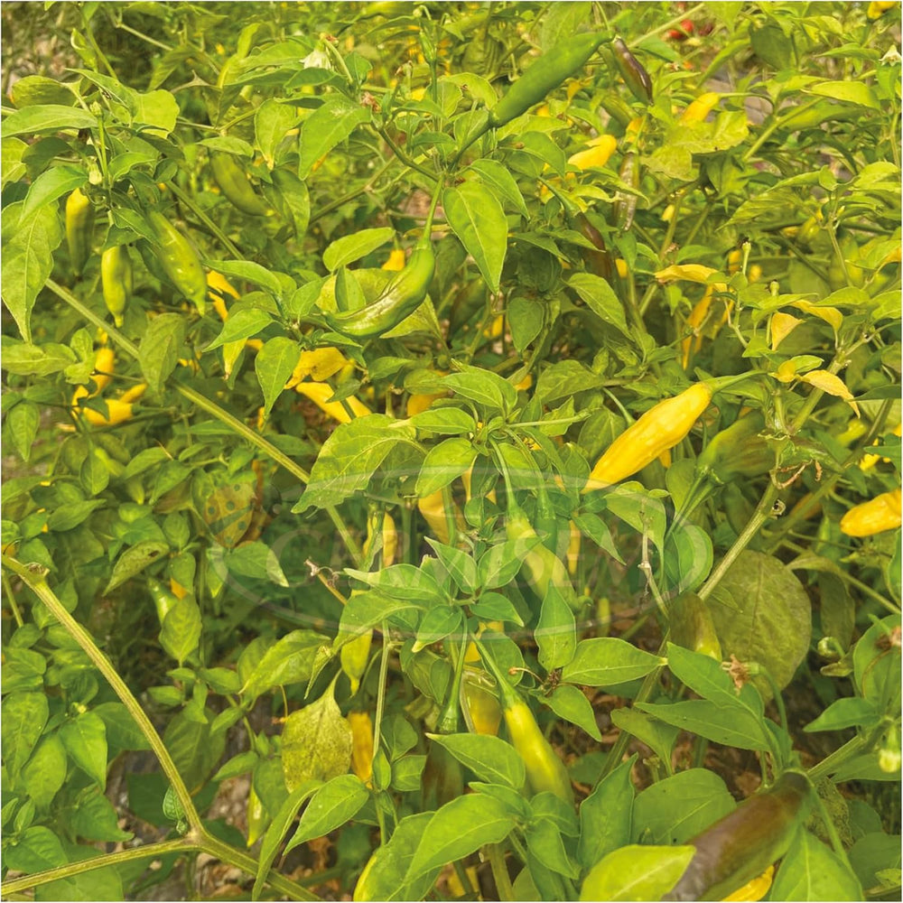 Paprika Lemon Drop