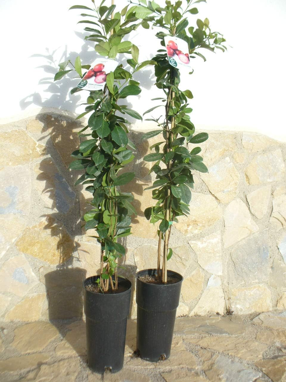 1 Pflanze - Erdbeer-Guave - Psidium Cattleianum, Kirsch-Guave, Gesundheitsfrucht 110-125 Cm