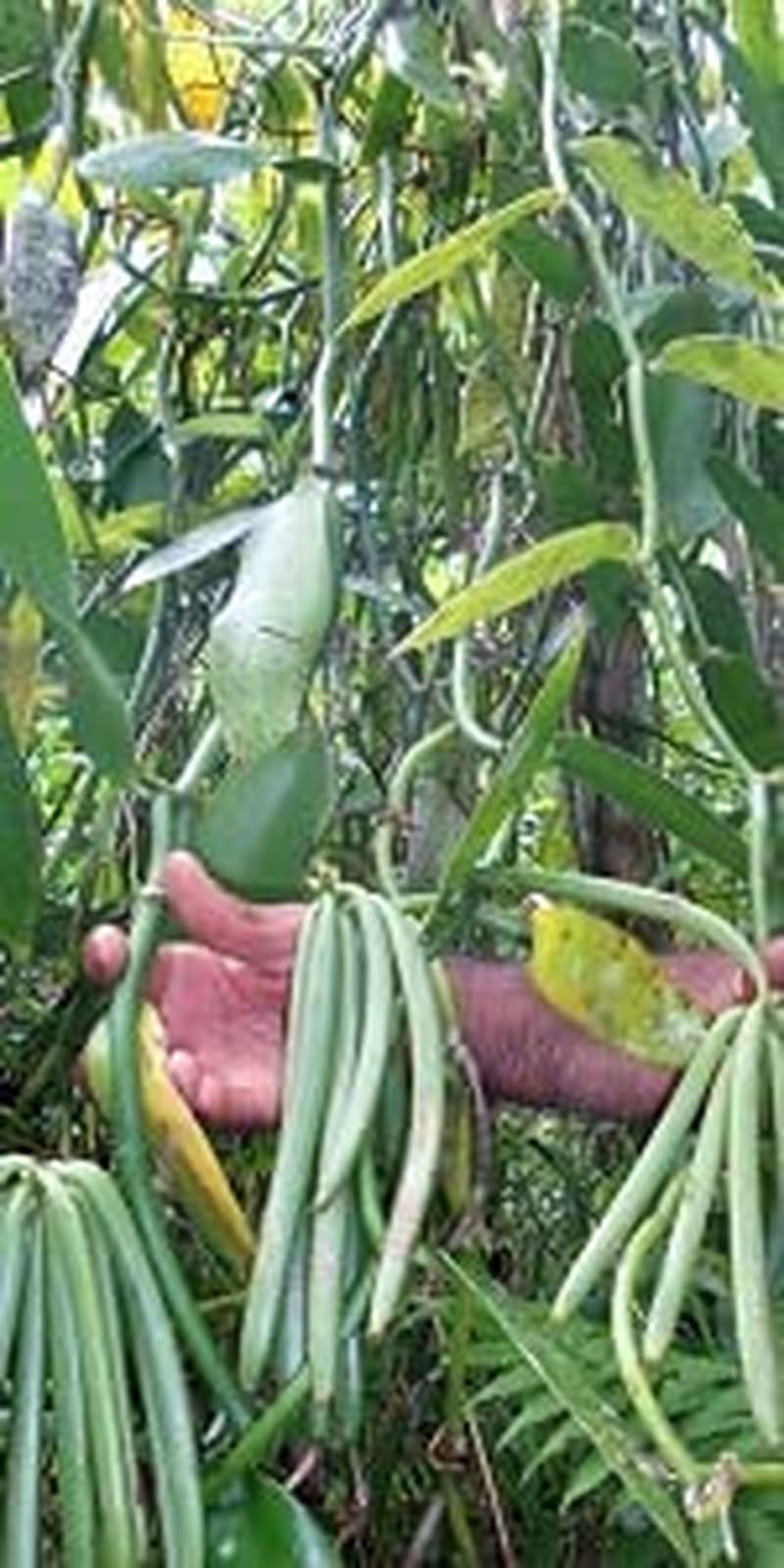 Vanillepulver 50 g, gemahlenes Vanillepulver 100 % reine Aromen Naty Shop