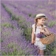 Plants by Frank | 24 Blauer Duft-Lavendel Pflanzen | Lavendel Angustifolia | Echter Lavendel Pflanze Winterhart Mehrjährig | Lavendelstrauch | Gartenpflanzen | 24 X Ø7 Cm - 15 Cm