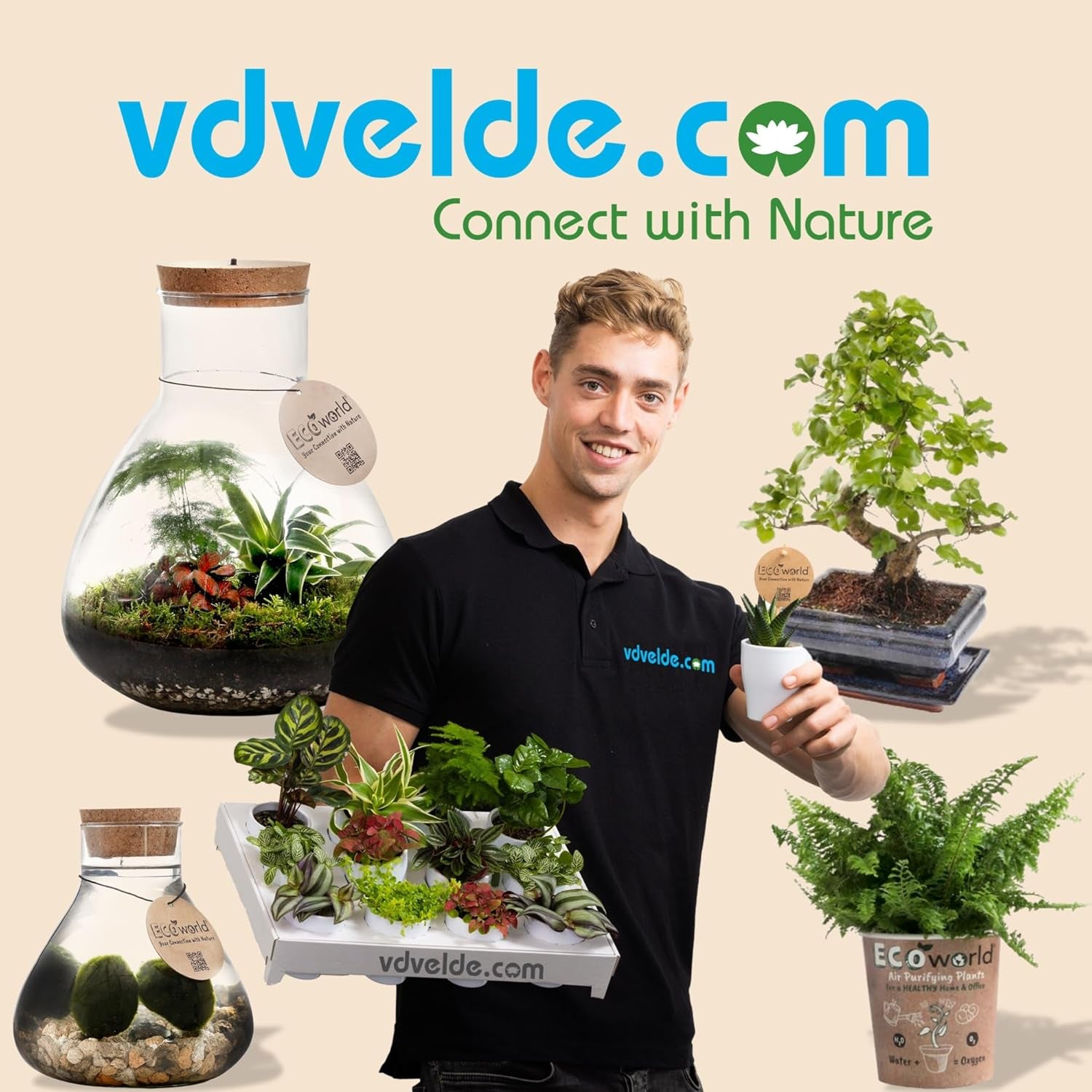 Vdvelde.Com - Mini Plants 20-20 Farne Und Zimmerpflanzen - Ø 6 Cm ↥ Ca. 10 Cm - Ohne Töpfe