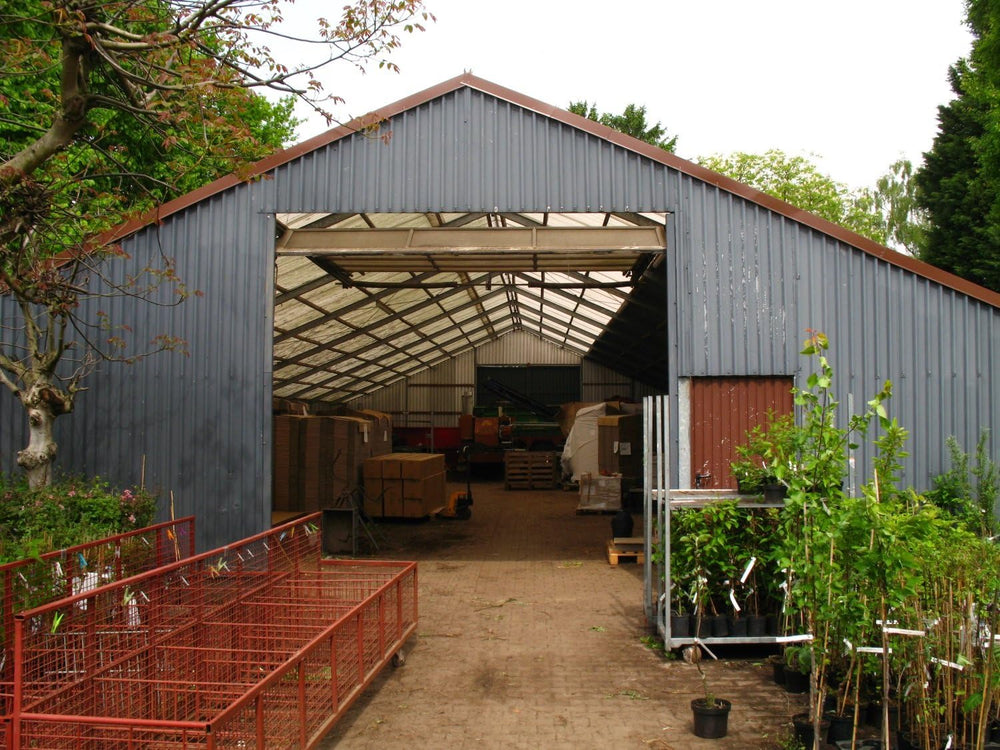 Prunus Avium 'Große Schwarze Knorpelkirsche' 120–150 Cm – Winterhart & Mehrjährig – Kirschbaum – Obstbaum Für Garten & Obstwiese