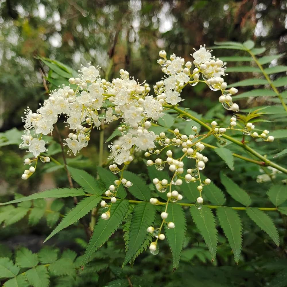Sorbaria Sorbifolia, Fiederspiere, Blühende Sträucher Winterhart Winterharte Für Garten Exotische Blumensamen 200Samen