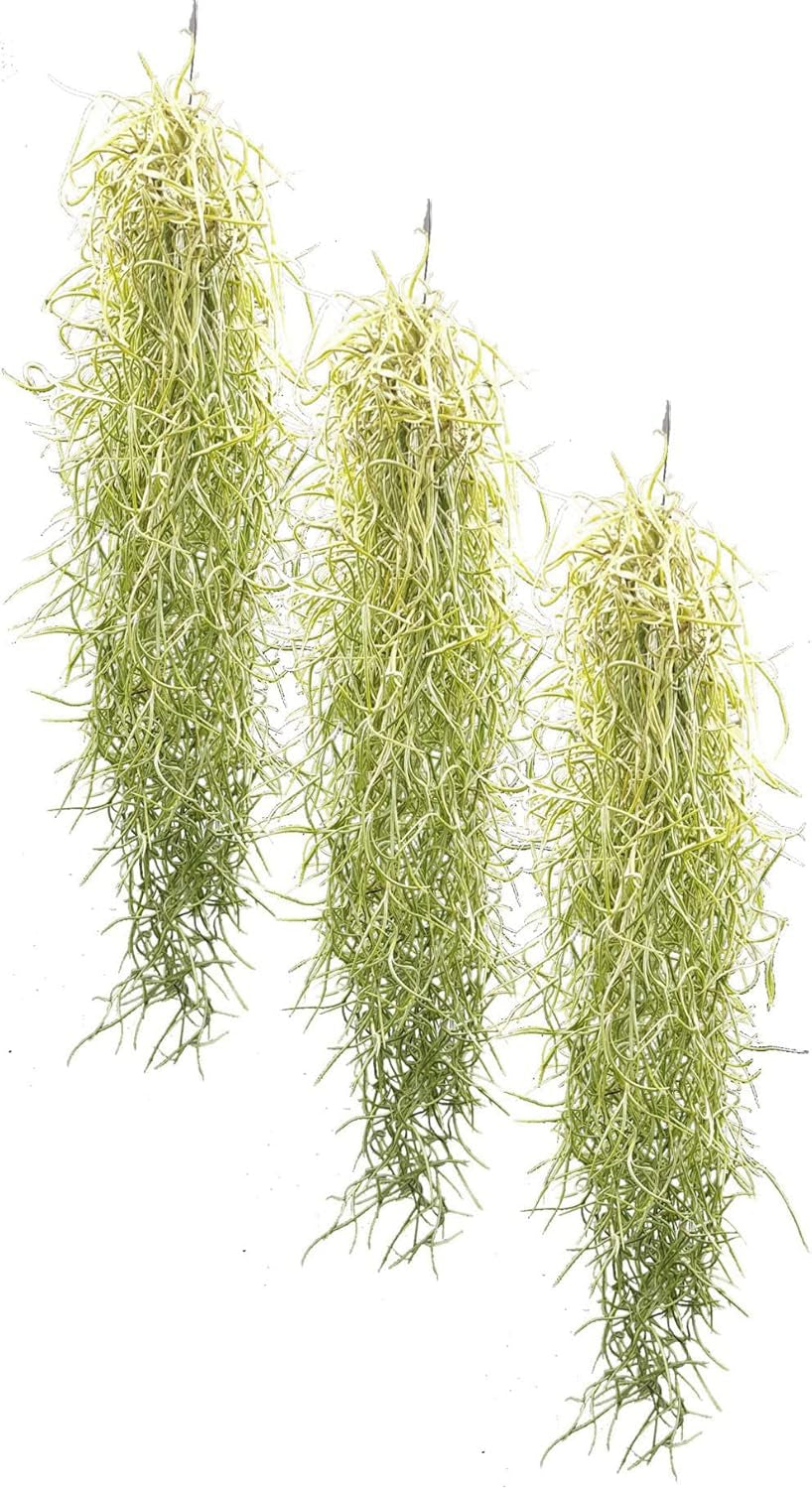 Tillandsien 3Er Set Tillandsia Usneoides, Bromeliengewächs