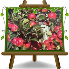 Apfelbaum Sorte Rosa Di Caldaro – Obstpflanze Im Topf Ø 24–26 Cm – Höhe Max. 180 Cm – Alter 4 Jahre – Italienische Baumschule
