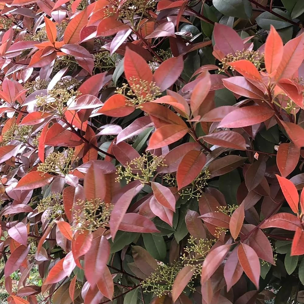 Glanzmispel Red Robin, Sträucher Garten Photinia Fraseri Red Robin, Exotische Gartenpflanzen Winterhart Mehrjährig 800Samen
